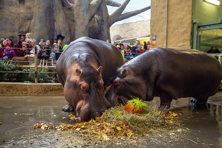 Calgary Zoo Hours, Tickets, Address