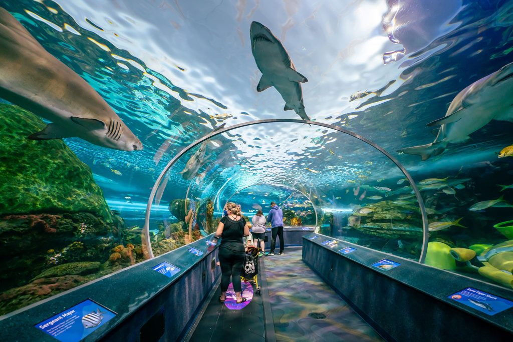 Ripley's Aquarium Hours, Tickets, Address